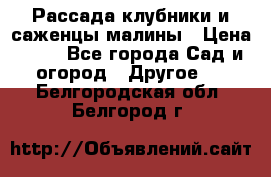 Рассада клубники и саженцы малины › Цена ­ 10 - Все города Сад и огород » Другое   . Белгородская обл.,Белгород г.